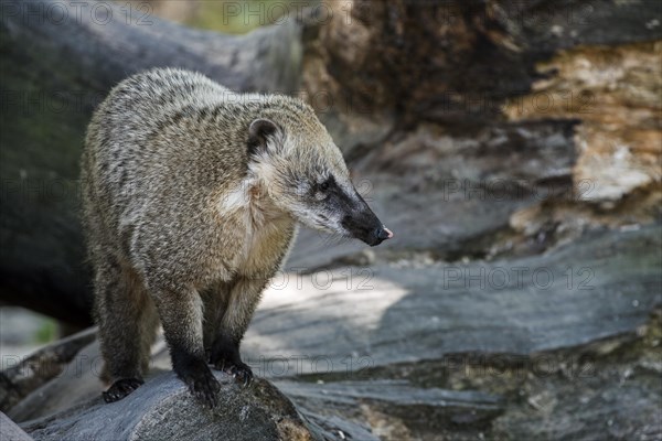 South American coati