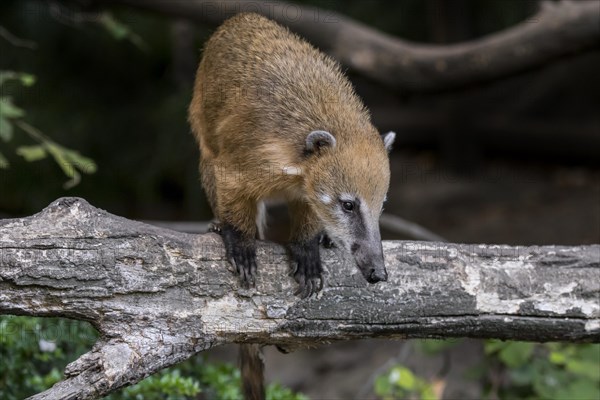 South American coati