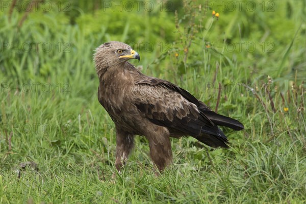 Lesser spotted eagle