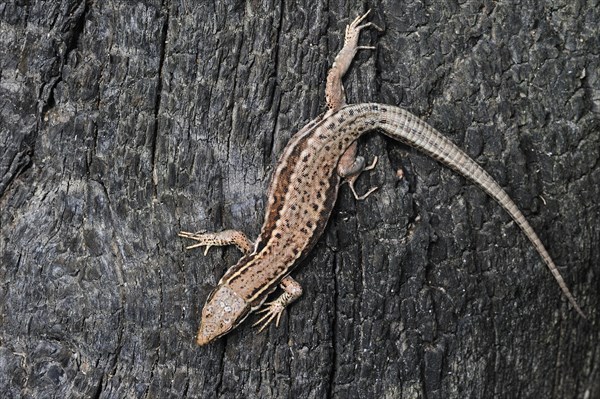 Common wall lizard