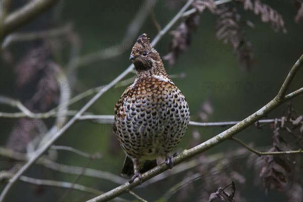 Hazel grouse