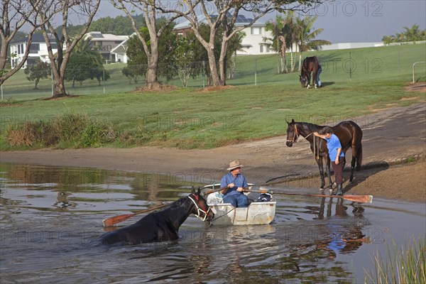 Trainer in rowboat takes race horse for an early morning swim in the Clarence River