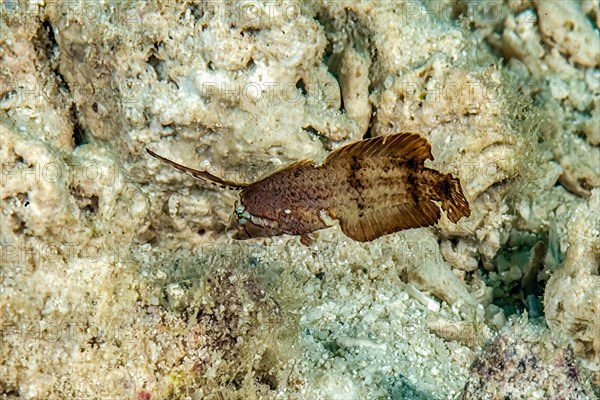 Juvenile form of shearworm