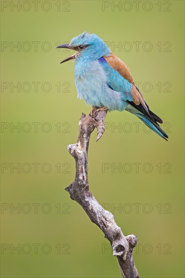 Blue Roller