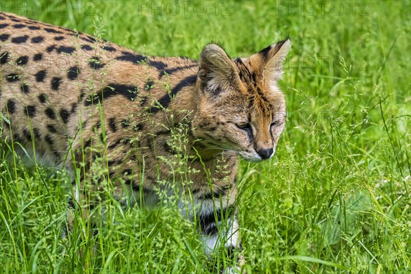 Serval