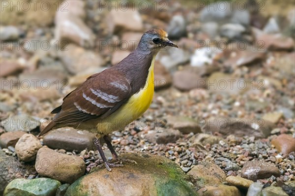 Cinnamon ground dove