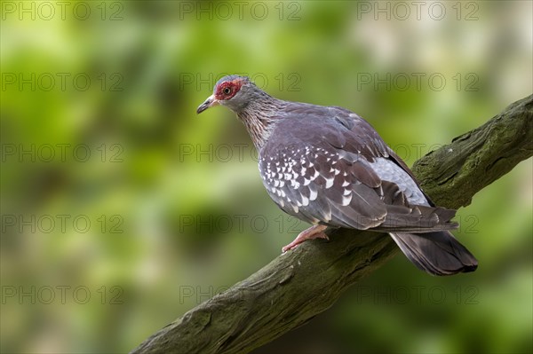 Speckled pigeon