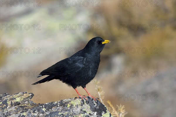 Alpine chough