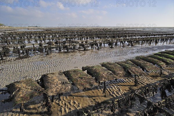 Bags of cultivated oysters