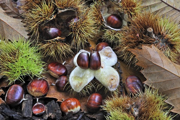 Spiny cupules and chestnuts of the sweet chestnut