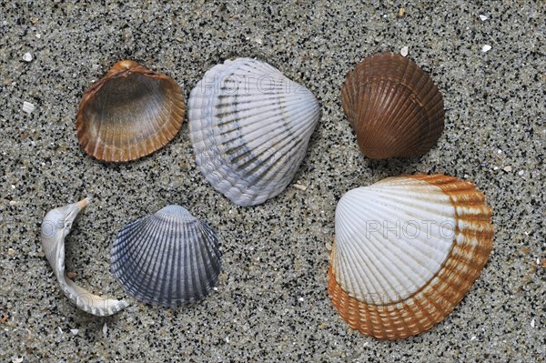 Common cockles