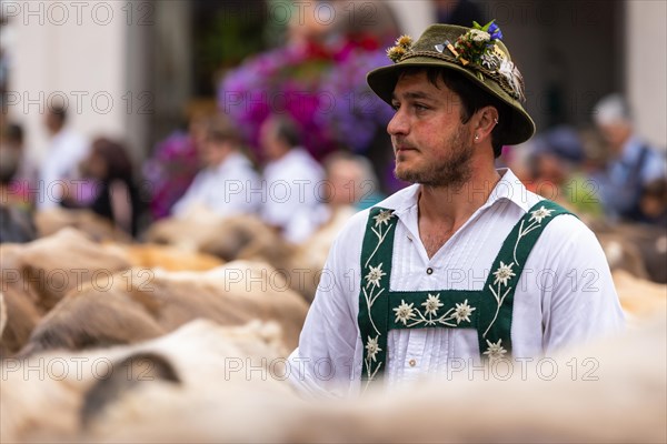 Alpine herdsman leading Alpine cattle