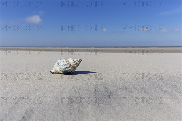 Common whelk