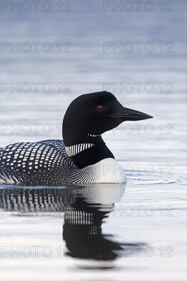 Common loon