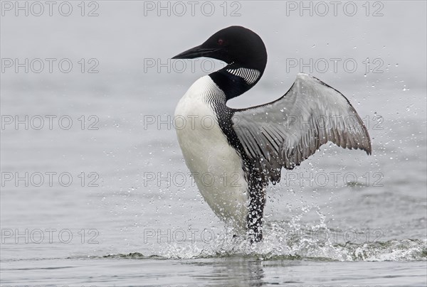 Common loon