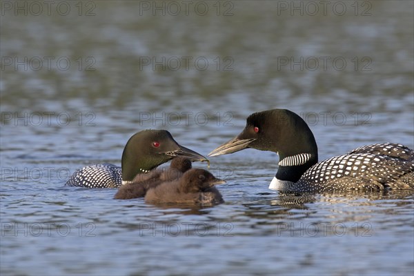 Common loon