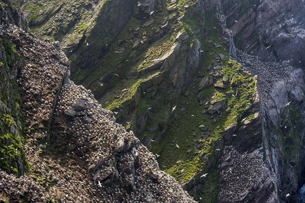 Spectacular coastline with Northern gannet