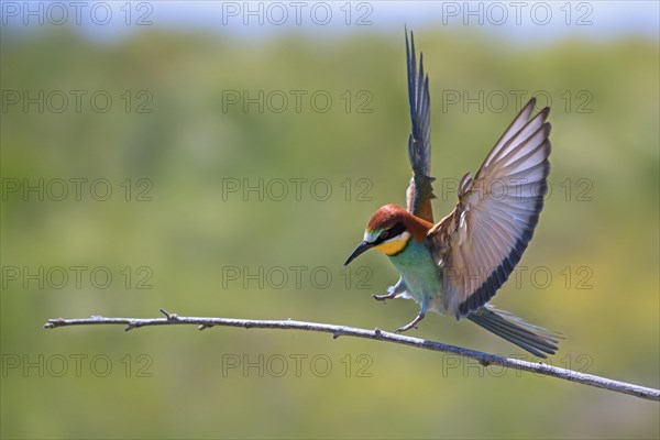 European bee-eater