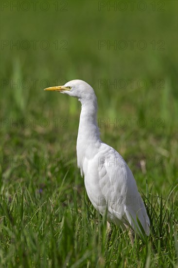 Cattle egret