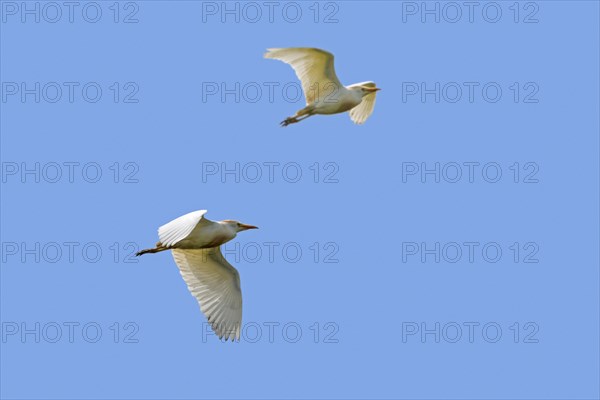 Two cattle egrets