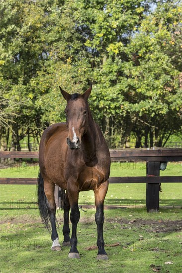 Belgian Warmblood horse mare outdoors in field within wooden enclosure