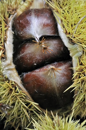 Close- up of spiny cupules containing nuts of Sweet chestnut