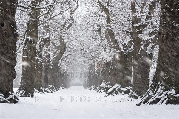 Country lane lined with 200 year old sweet chestnut