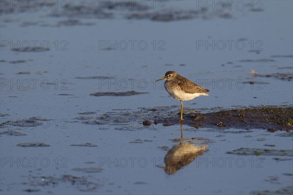 Wood sandpiper