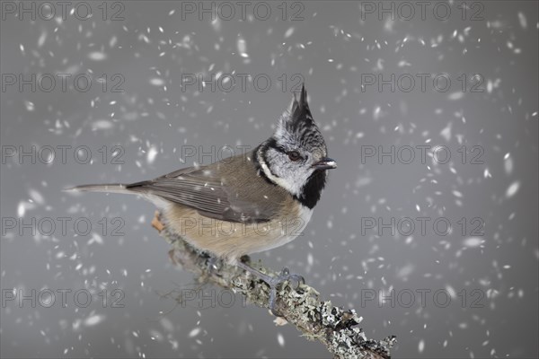 European crested tit