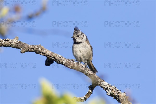 European crested tit