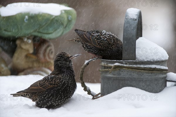 Common Starlings