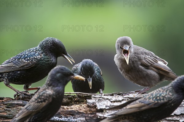 Common Starling