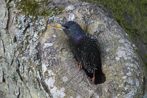 Common starling