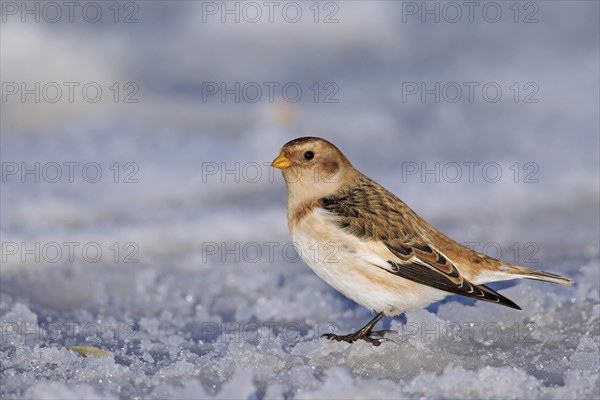 Snow bunting