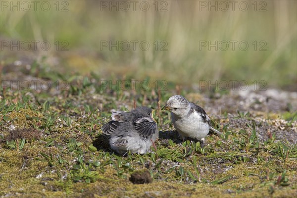 Snow bunting