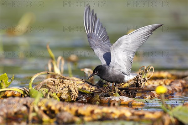 Black Tern