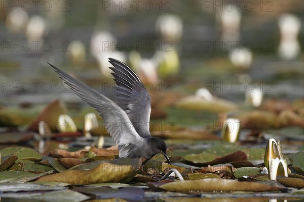 Black Tern