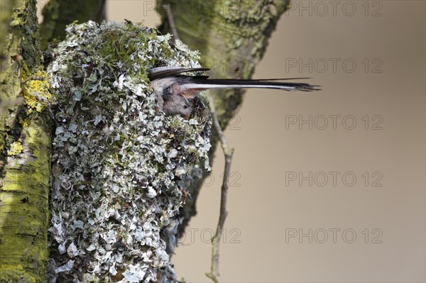 Long-tailed tit