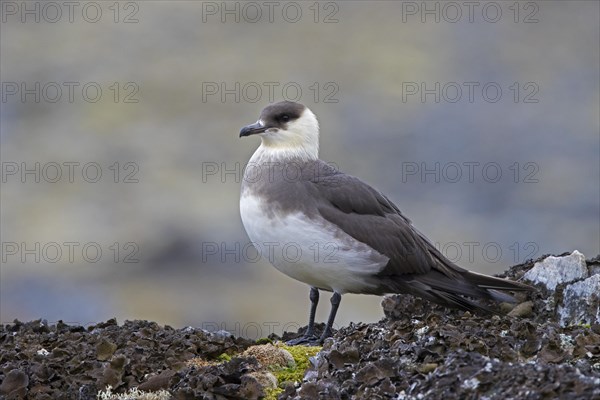 Arctic skua