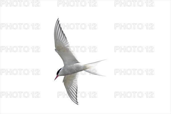 Arctic tern