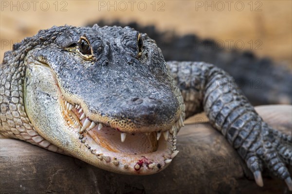 American alligator