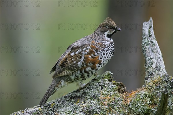 Hazel grouse