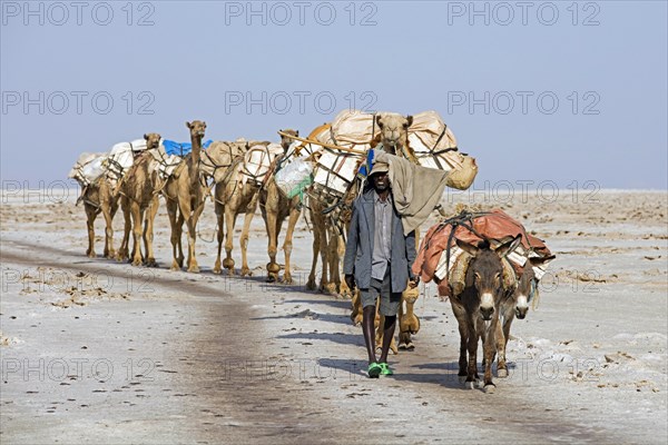 Cameleer of the Afar