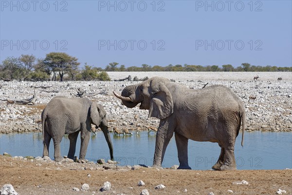 African bush elephants