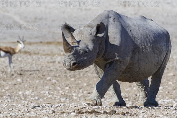 Black rhinoceros