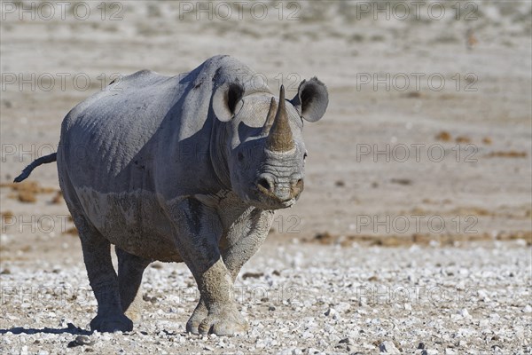 Black rhinoceros