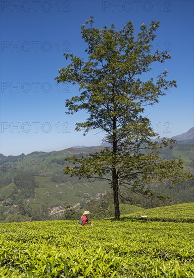Tea picker at plantation with a lone tree