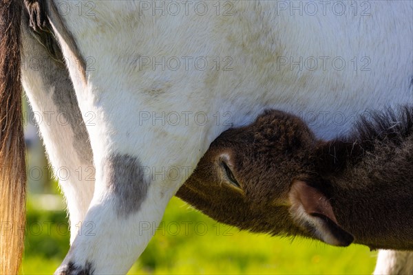 Donkey foal