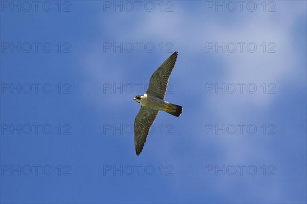 Peregrine Falcon