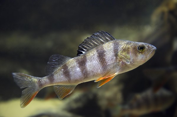 Common perch